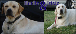 harlie&trixie