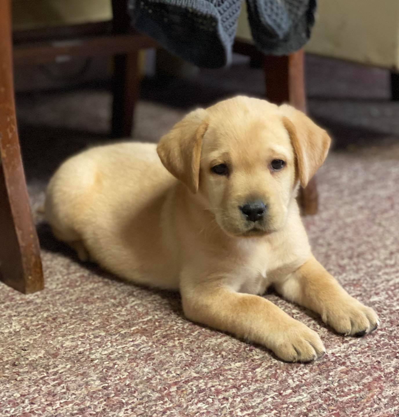 Yellow Puppy Waiting List | Lead Hill Labradors