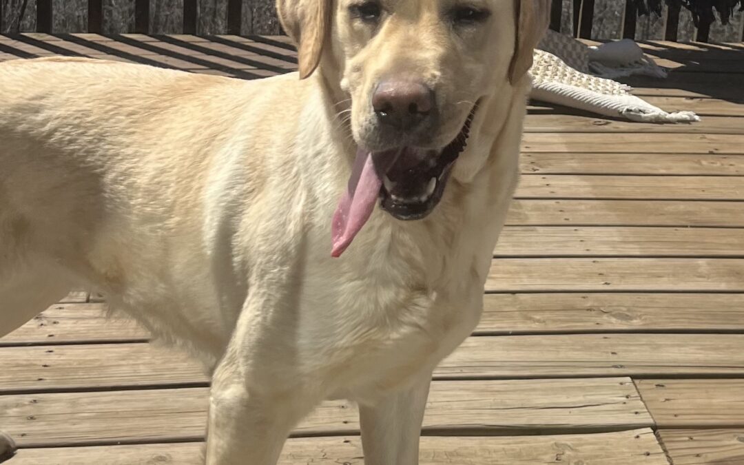 Sadie