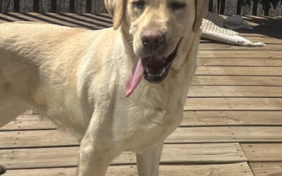 Sadie