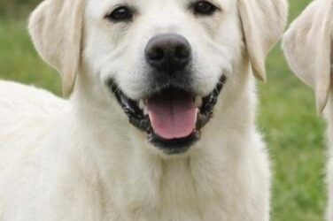 Addie